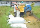Panen Perdana Padi Salin Lapas Terbuka Kendal, Hasilkan 1 Ton Padi