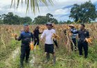 Jagung Ikut Unjuk Hasil, Lapas Terbuka Kendal Panen Hibrida NK 212 di Area Lapas Produktif